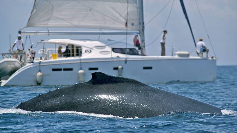 Die fünf Schlüssel zum Wal-Watching in Panama