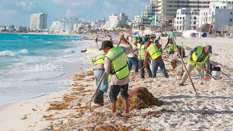 Rund zwei Tonnen von Meeresalgen wurden den Strände Cancún weggenommen