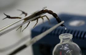 Santiago de Cuba produziert„wundertätiges“ Skorpionsgift 