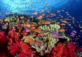 Karibik: Korallen durch Überfischung und Tourismus bedroht 