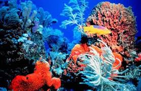 Aquarien von Kuba und Florida unterzeichneten Vereinbarung für dieKorallenerhaltung
