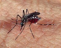 Ein neuer und agressiverer Typ von Denguefieber bedroht die Region