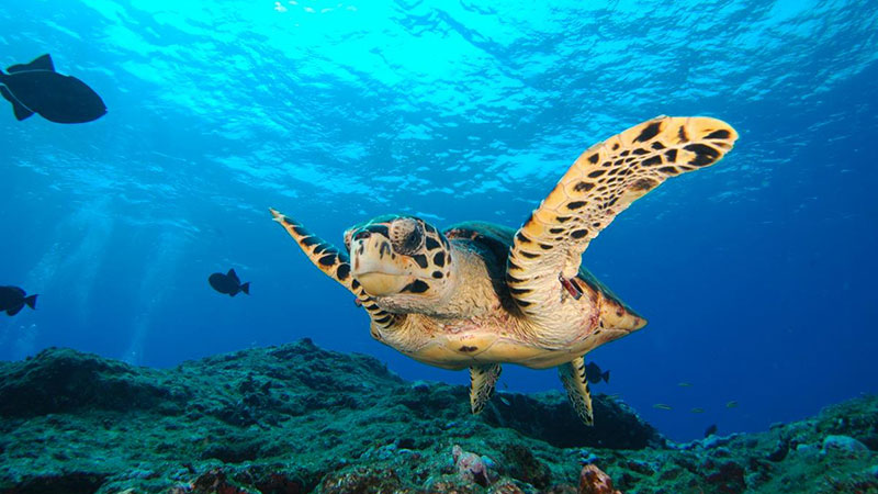 Die Galápagos-Inseln, ein Paradies mit Zulassungsrecht