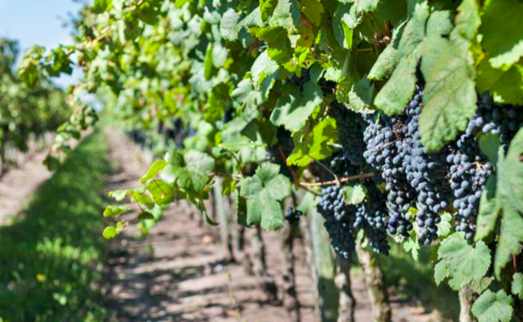 Uruguay beabsichtigt Weintourismus zu etablieren